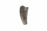 Cretaceous Crocodile Tooth - Hell Creek Formation #71202-1